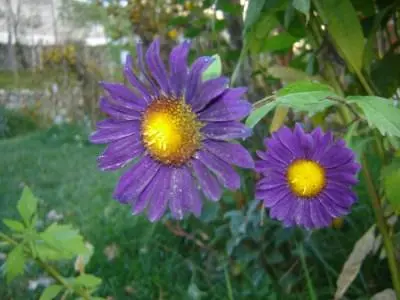 Flower 01 primary.jpg