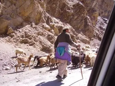 Shepherd 2 primary.jpg